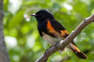 American Redstart photo by Reid Allen