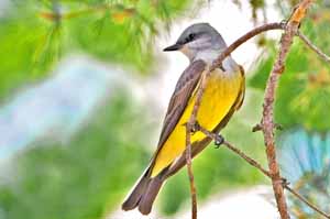 Western Kingbird by Reid Allen