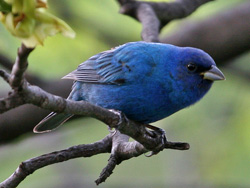 Indigo Bunting by Dick Stilwell